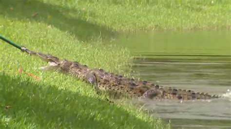 Crocodile captured after sighting prompted concerns at Joe DiMaggio Park in Hollywood